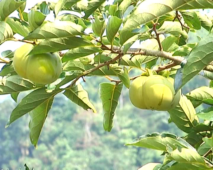 Cây hồng giòn