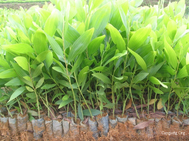 Cây keo lai giống