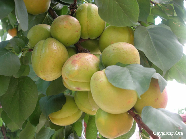 Quả mơ