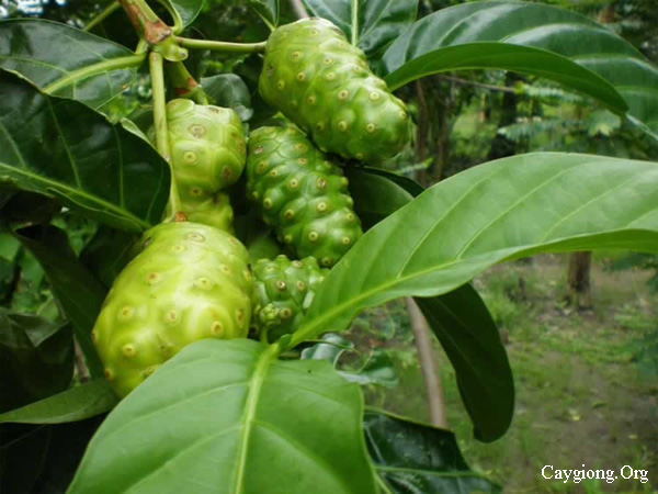 Trái nhàu có tác dụng tốt cho sức khỏe