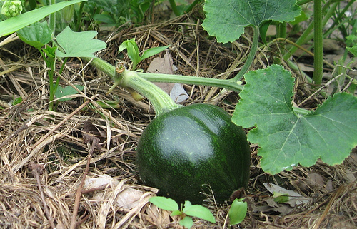 Kỹ thuật trồng bí ngô