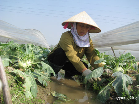 Trồng rau vụ đông