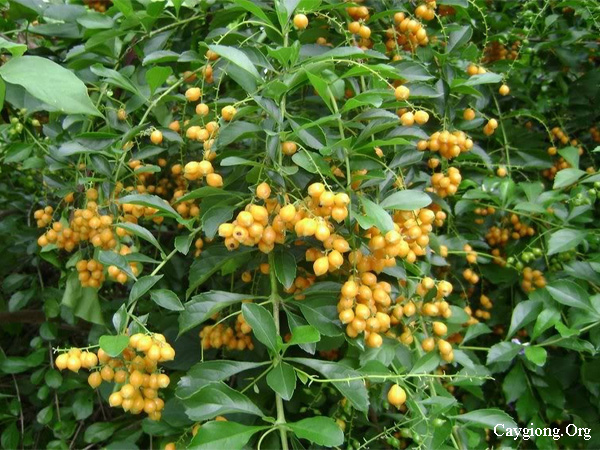 Cây chuỗi ngọc ra quả