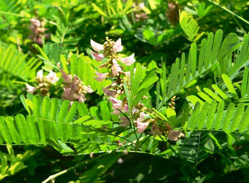 Cam thảo chữa bệnh