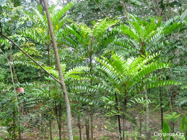 Cây mật nhân, bá bệnh, bách bệnh, Eurycoma Longifolia Jack