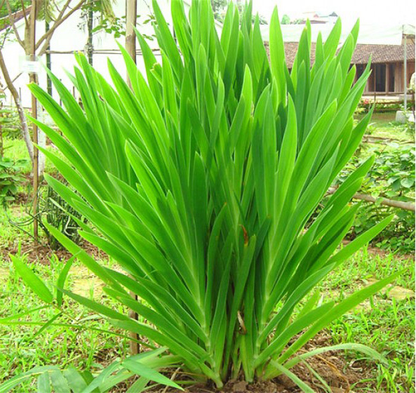 Cây rẻ quạt - Công dụng chữa bệnh của cây xạ can