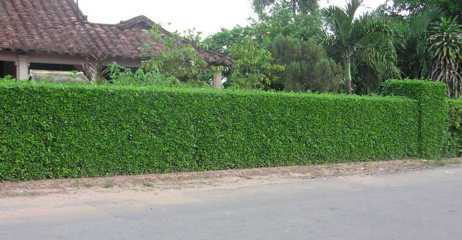 Hàng rào bằng cây ắc ó