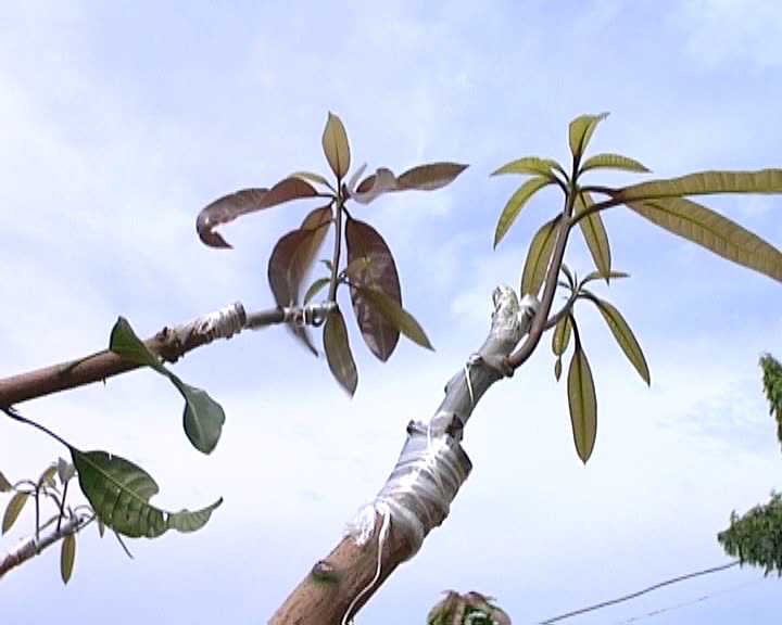 Nh&acirc;n giống ch&ocirc;m ch&ocirc;m bằng phương ph&aacute;p gh&eacute;p