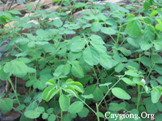 Cây chùm ngây