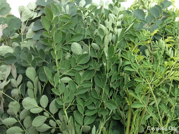 Rau chùm ngây một loại rau chứa nhiều dưỡng chất
