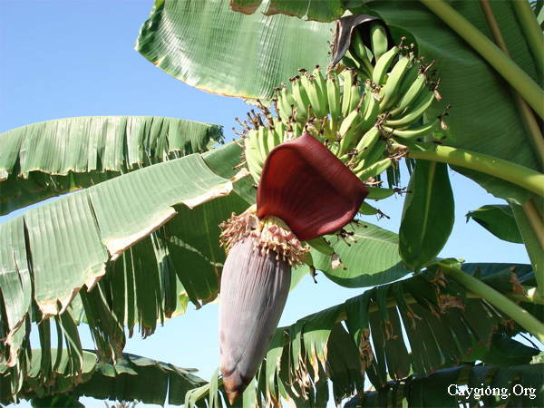 Kỹ thuật bón phân cho cây chuối