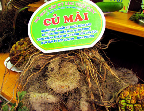 Củ mài với vị thuốc Hoài sơn trong đông y