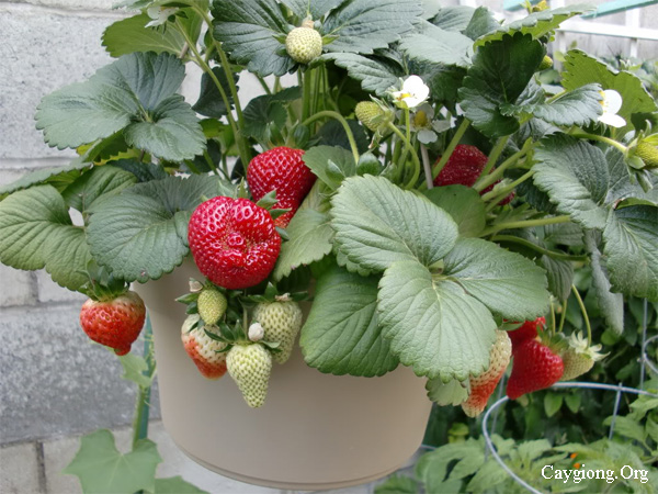 Trồng cây dâu tây trông chậu