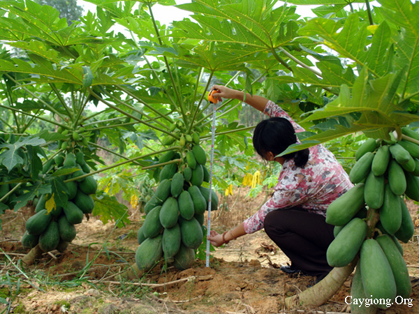 Trồng đu đủ sai quả