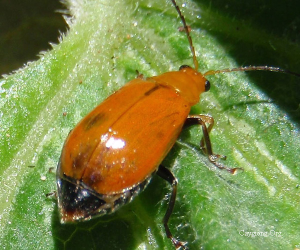 Bọ dưa - Aulacophora similis