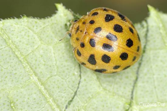 Bọ rùa 28 chấm - Epilachna vigintioctopunctata