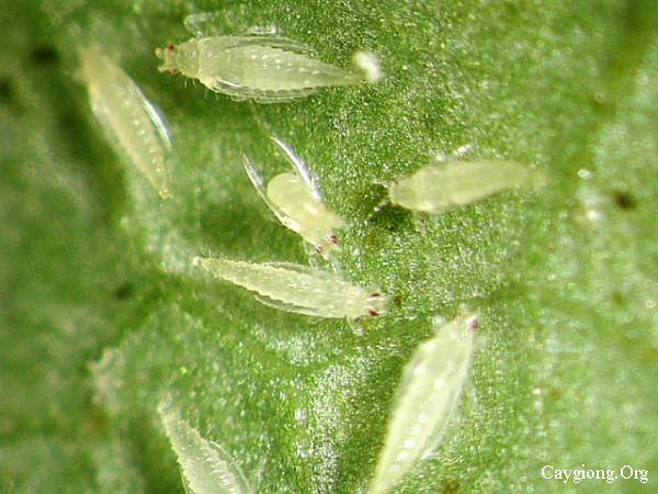 Bù lạch - Bọ trĩ - Thrips palmi hại dưa leo