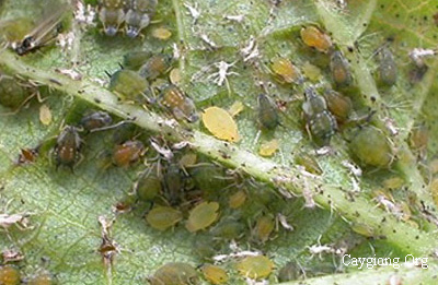 Rầy mềm Aphids Gossypii glover