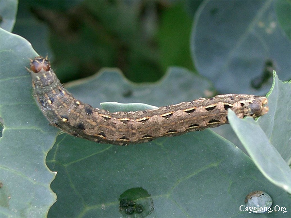 Sâu ăn tạp Spodoptera litura