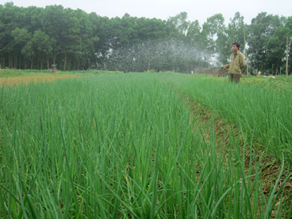 Kỹ thuật trồng hành hoa năng suất cao