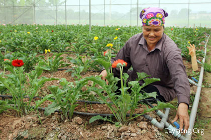 Hệ thống tưới nước cho hoa đồng tiền