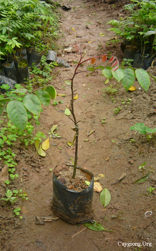 Cây giống ăn quả, cây công trình, cây nội thất Đại học nông nghiệp Hà Nội - 6