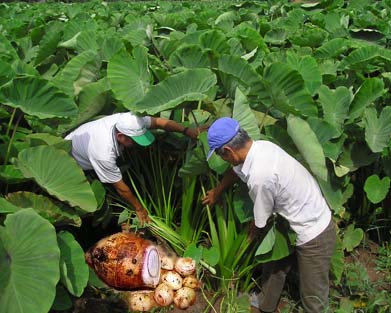 Kỹ thuật trồng cây khoai môn