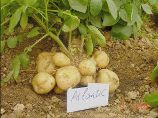 Giống khoai tây atlantic