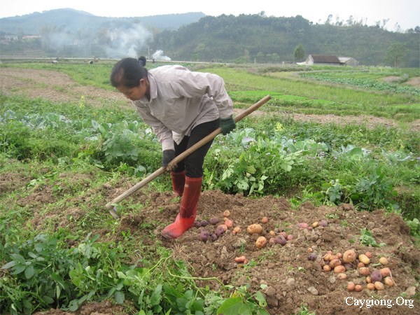 Trồng khoai tây an toàn