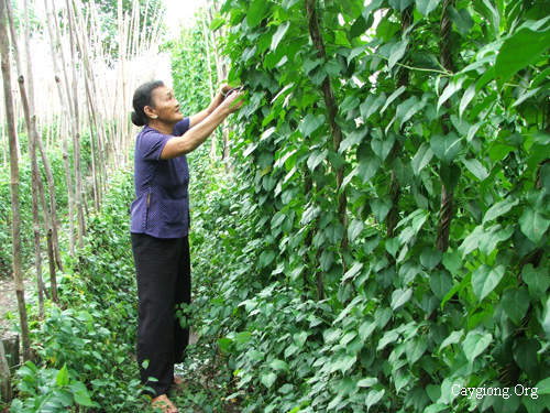 Trồng cây lá giang