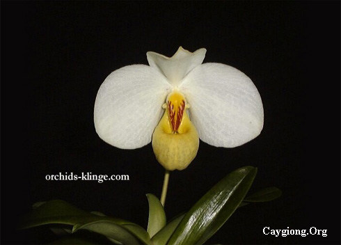 Lan hài hương duyên - Paphiopedilum emersonii