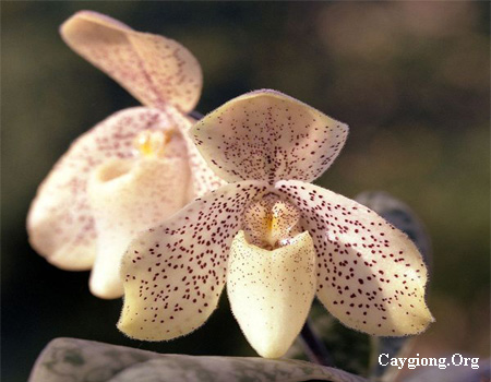 Lan hài đốm - Paphiopedilum concolor