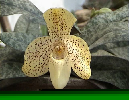 Lan hài đốm - Paphiopedilum concolor