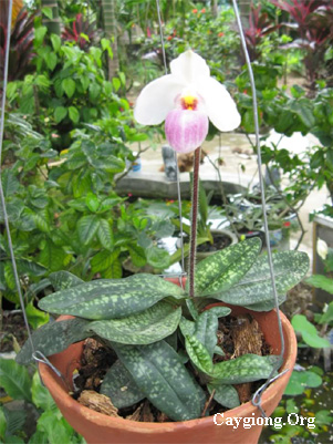 lan hài hồng Paphiopedilum delenatii