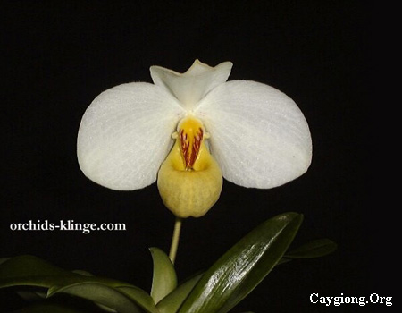 Lan hài hương duyên - Paphiopedilum emersonii