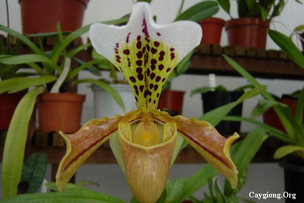 Lan hài đốm Paphiopedilum gratrixianum