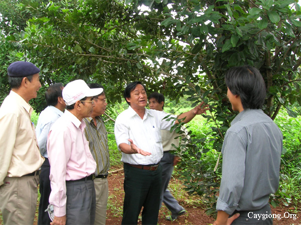 Giáo sư Lân Hùng trao đổi về trồng cây Mắc ca