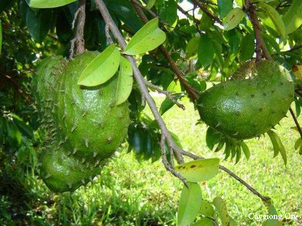 Tr&aacute;i m&atilde;ng cầu chữa bệnh