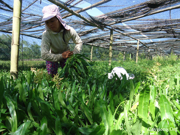 Trồng mùi tàu - ngò gai