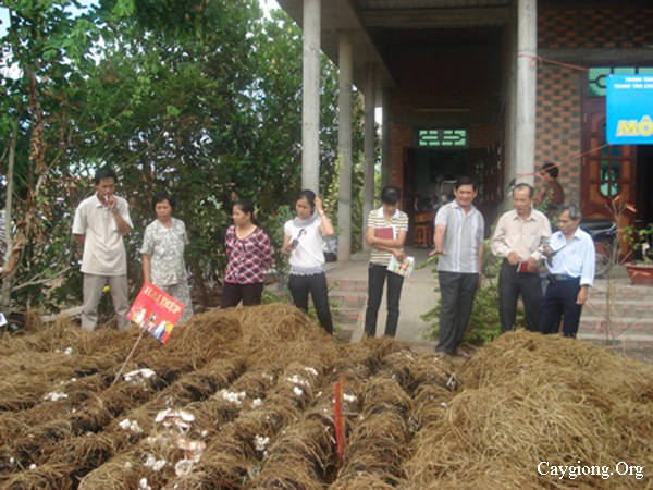 Kinh nghiệm trồng nấm rơm không đậy