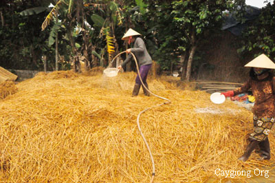 Kỹ thuật ủ rơm trồng nấm