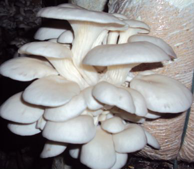 Kỹ thuật trồng nấm bào ngư nhật - Pleurotus Eryngii