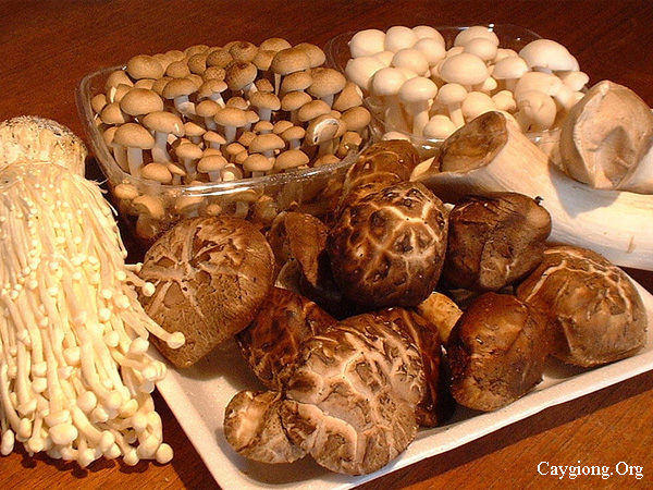 Nấm giúp chống ung thư