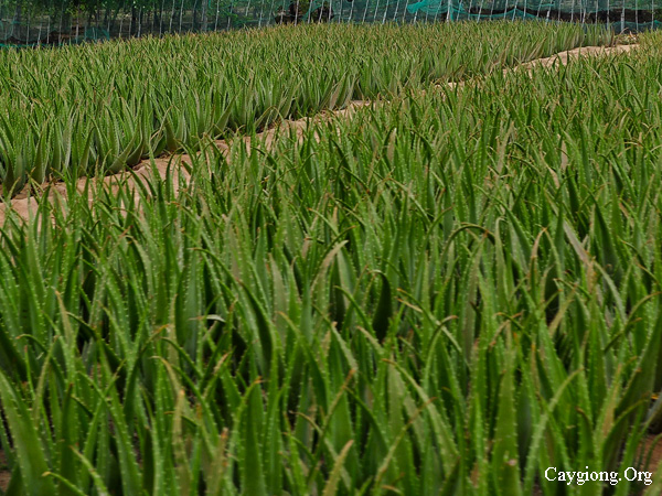 Kỹ thuật trồng nha đam - l&ocirc; hội