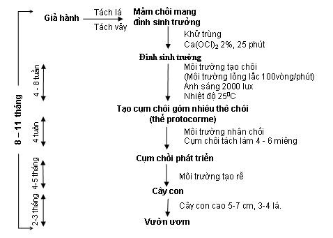 Quy trình nhân giống In Vitro