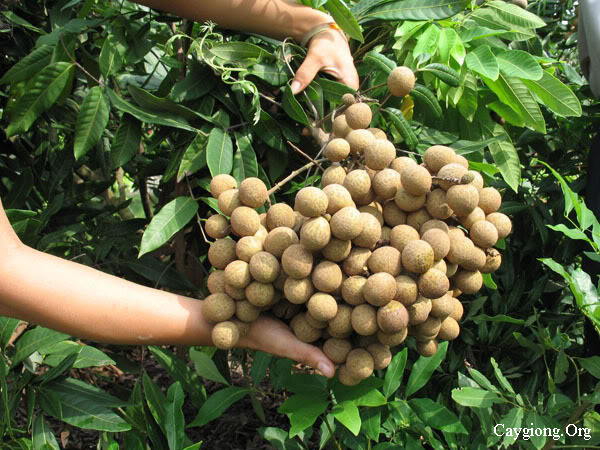 Kỹ thuật cho nhãn sai quả