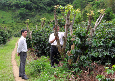 GHép cải tạo giống nhãn muộn