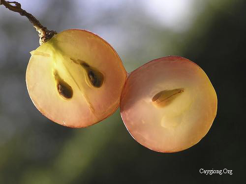 Hạt nho có tác dụng chống ung thư