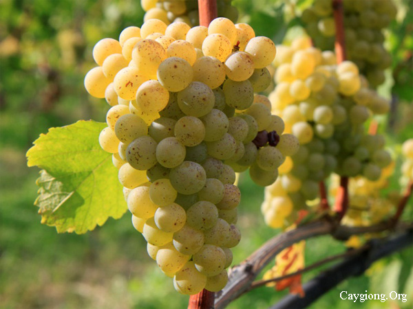 Giống nho Sauvignon Blanc