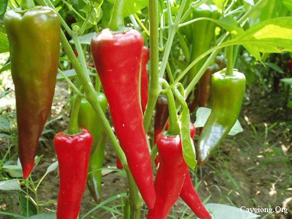 Kỹ thuật chăm sóc ớt thêm cay